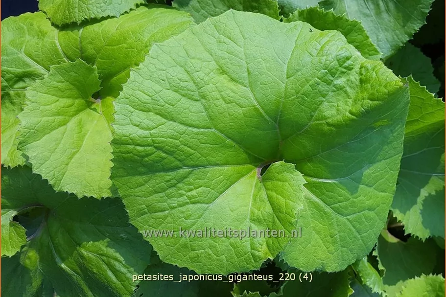 Petasites japonicus 'Giganteus'