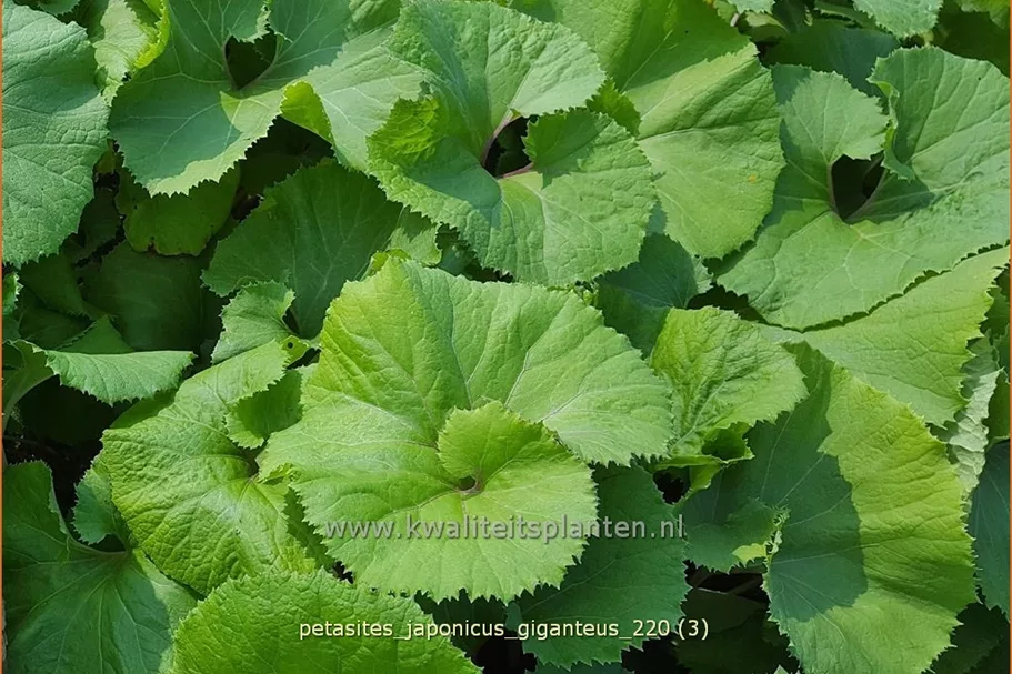 Petasites japonicus 'Giganteus'