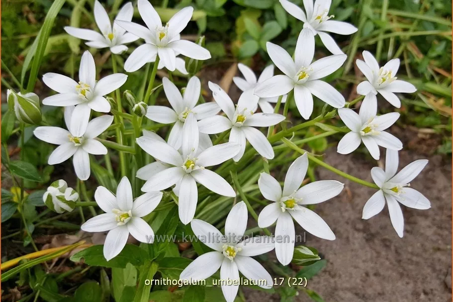 Ornithogalum umbellatum