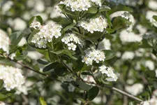 Schwarze Apfelbaumbeere 'Viking' Busch, Topfgröße 7,5 Liter, Unterlage Sorbus, Stammhöhe 50cm