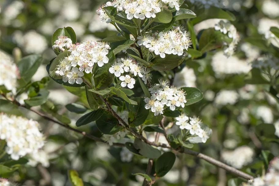 Schwarze Apfelbaumbeere 'Viking' Busch, Topfgröße 7,5 Liter, Unterlage Sorbus, Stammhöhe 50cm