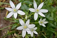 Ornithogalum umbellatum