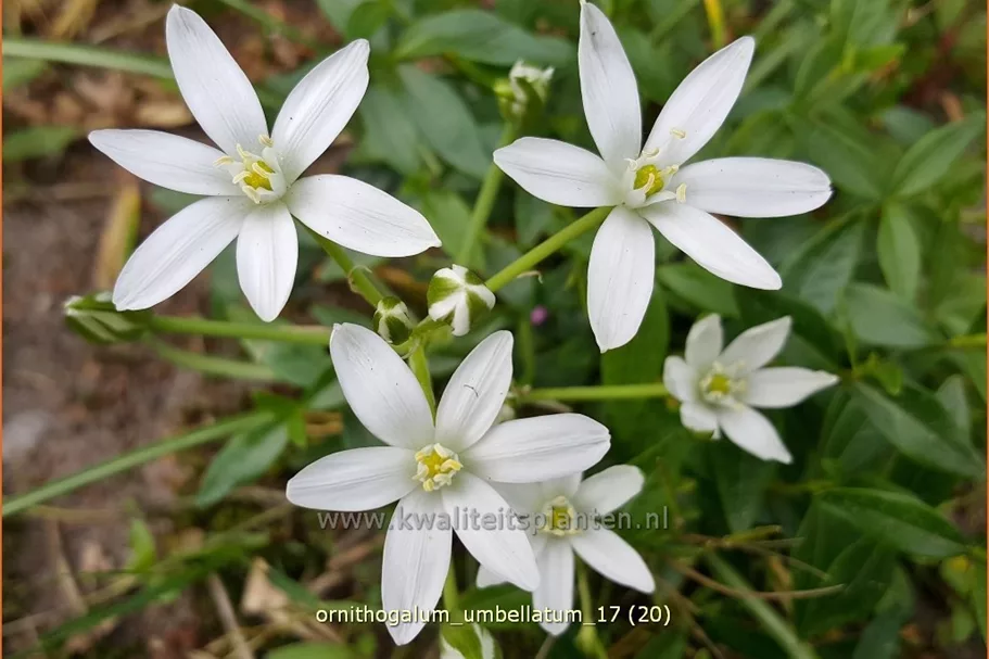 Ornithogalum umbellatum