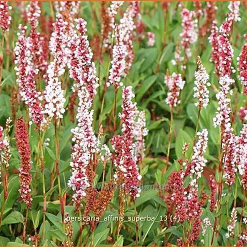 Persicaria affinis 'Superba'