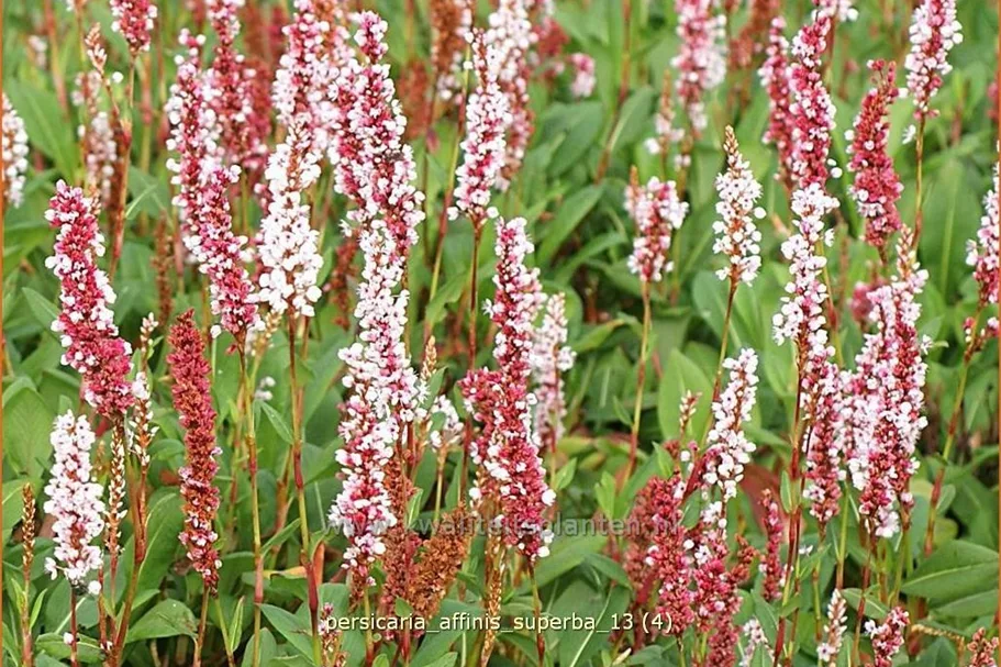Persicaria affinis 'Superba'