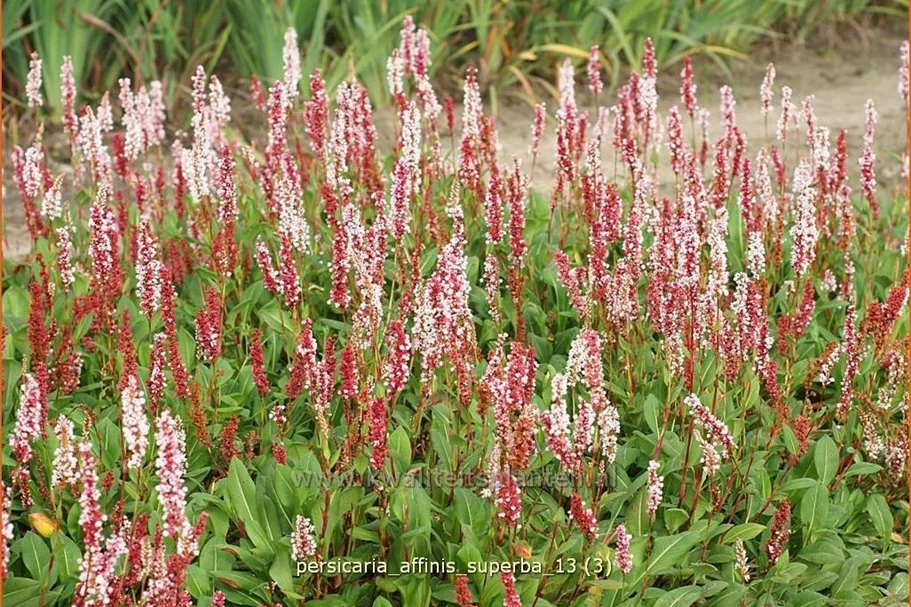 Persicaria affinis 'Superba'