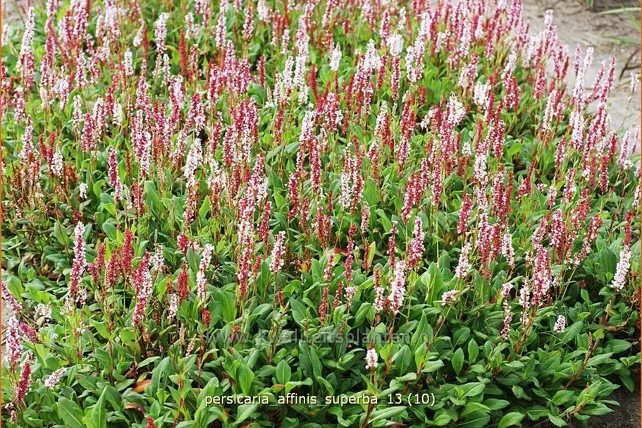 Persicaria affinis 'Superba'