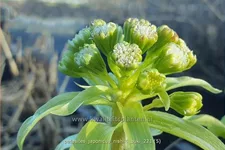 Petasites japonicus 'Nishiki-Buki'