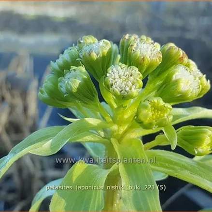 Petasites japonicus 'Nishiki-Buki'