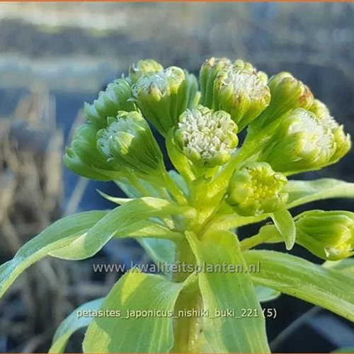 Petasites japonicus 'Nishiki-Buki'