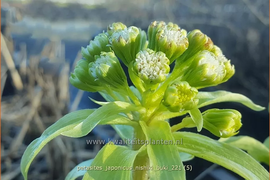 Petasites japonicus 'Nishiki-Buki'