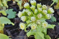 Petasites japonicus 'Nishiki-Buki'