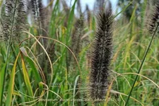 Pennisetum alopecuroides 'Black Beauty'