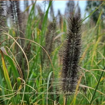 Pennisetum alopecuroides 'Black Beauty'