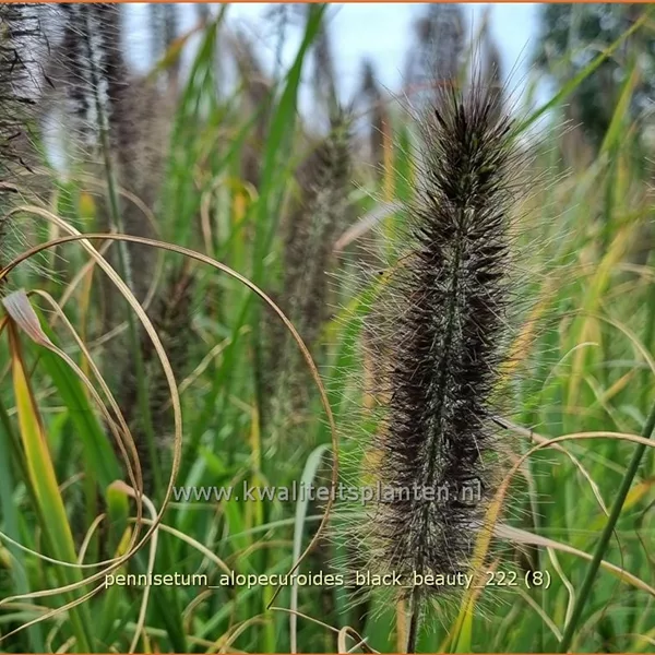 Pennisetum alopecuroides 'Black Beauty'
