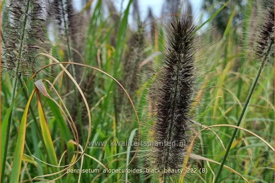 Pennisetum alopecuroides 'Black Beauty'