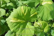 Petasites japonicus 'Nishiki-Buki'