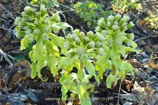 Petasites japonicus 'Nishiki-Buki'