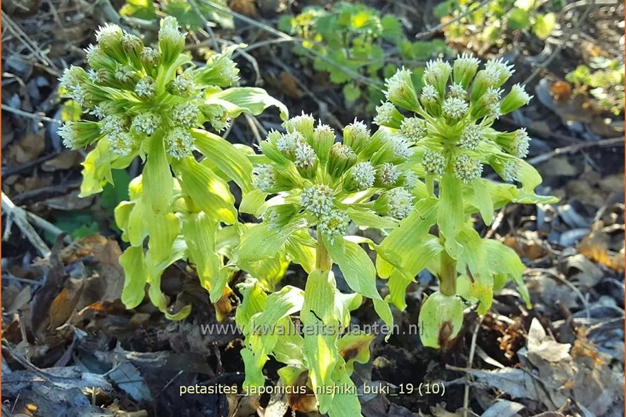 Petasites japonicus 'Nishiki-Buki'