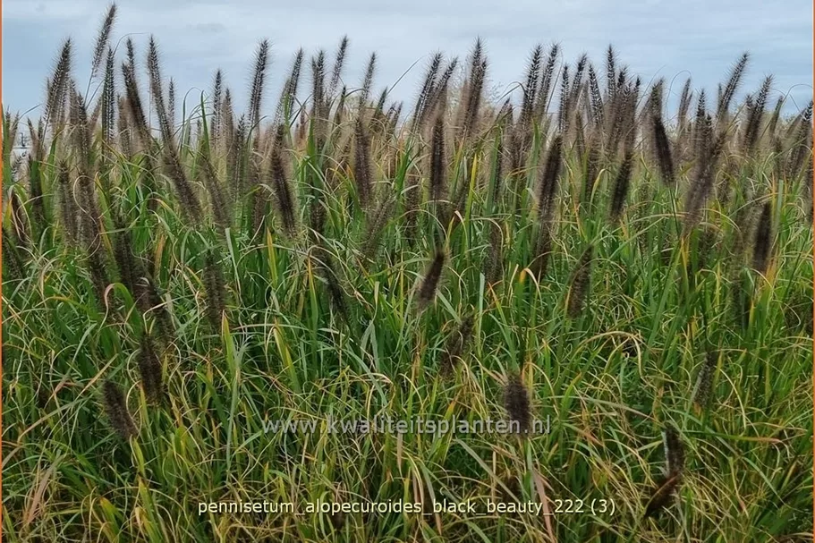 Pennisetum alopecuroides 'Black Beauty'