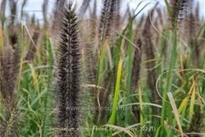 Pennisetum alopecuroides 'Black Beauty'