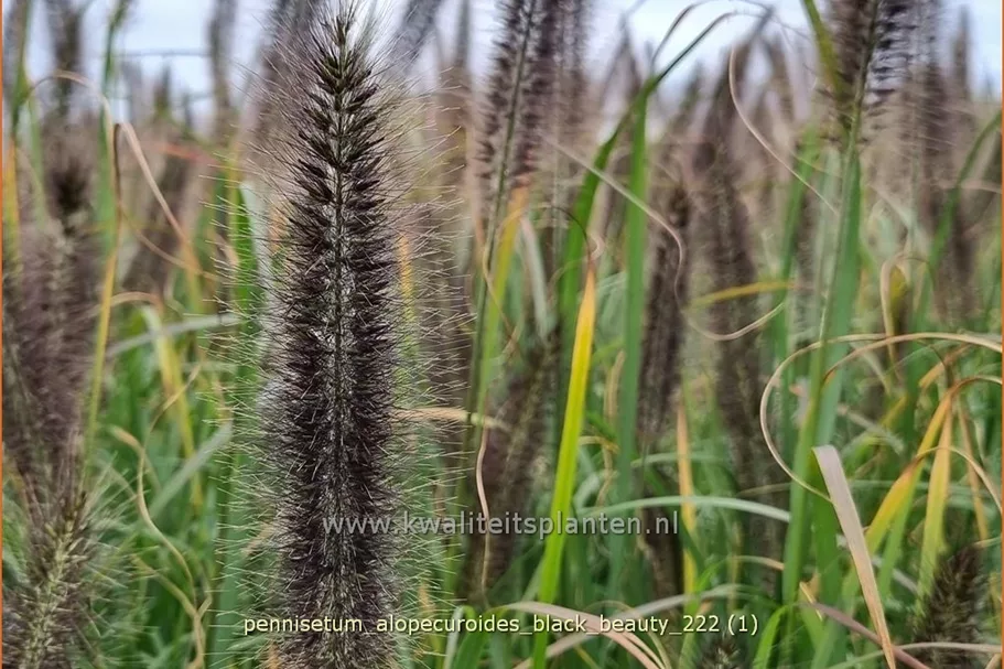 Pennisetum alopecuroides 'Black Beauty'