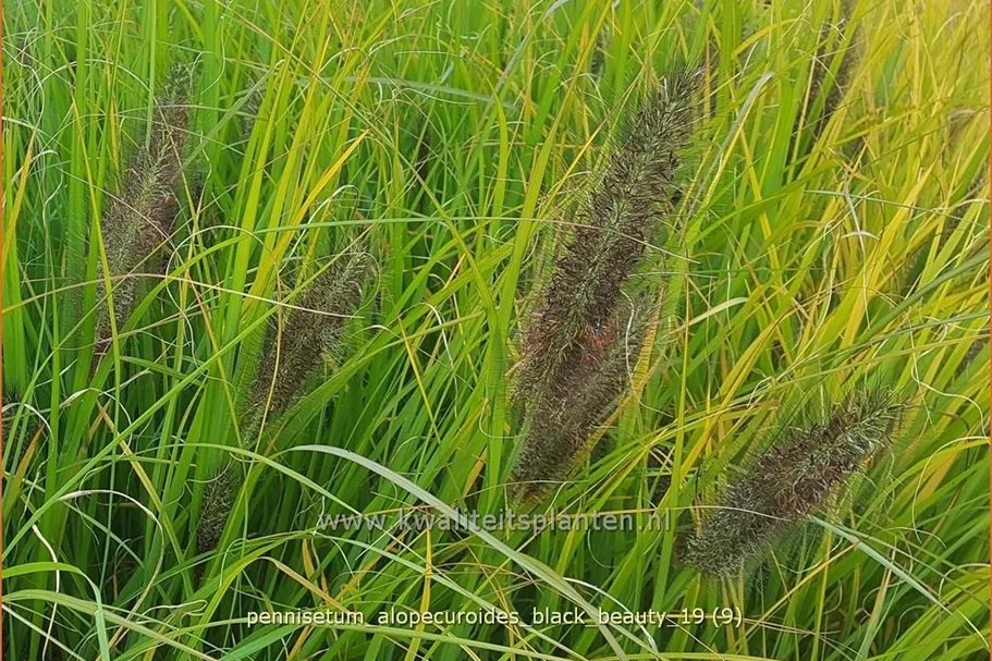 Pennisetum alopecuroides 'Black Beauty'