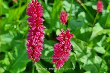 Persicaria amplexicaulis