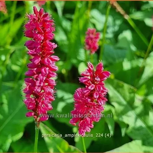Persicaria amplexicaulis