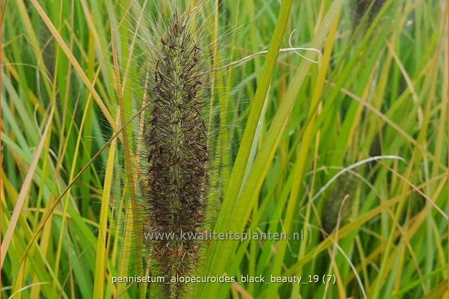 Pennisetum alopecuroides 'Black Beauty'