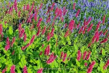 Persicaria amplexicaulis