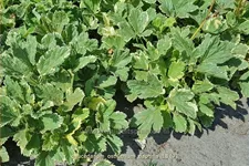 Peucedanum ostruthium 'Daphnis'