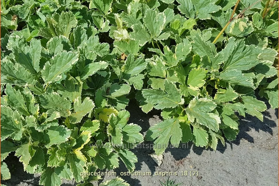Peucedanum ostruthium 'Daphnis'