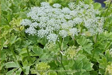 Peucedanum ostruthium 'Daphnis'