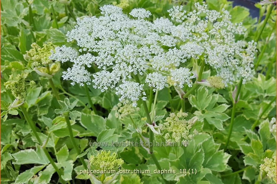 Peucedanum ostruthium 'Daphnis'