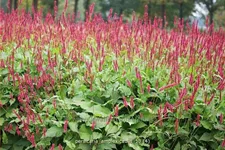 Persicaria amplexicaulis
