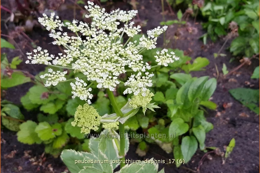 Peucedanum ostruthium 'Daphnis'