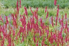Persicaria amplexicaulis