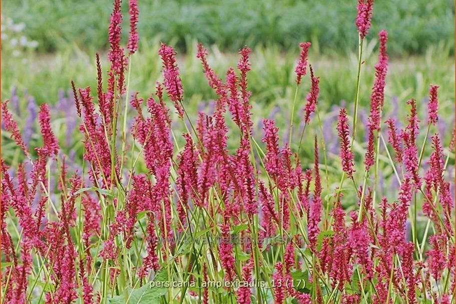 Persicaria amplexicaulis