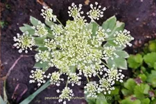 Peucedanum ostruthium 'Daphnis'