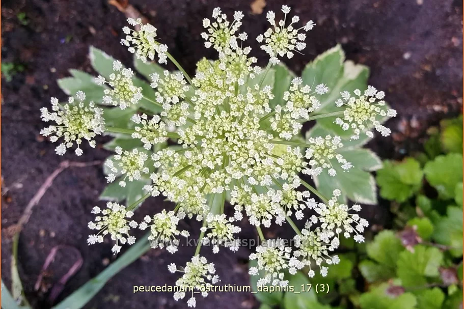 Peucedanum ostruthium 'Daphnis'