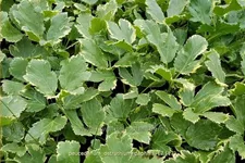 Peucedanum ostruthium 'Daphnis'