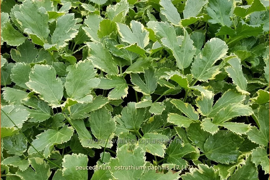Peucedanum ostruthium 'Daphnis'