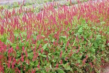 Persicaria amplexicaulis