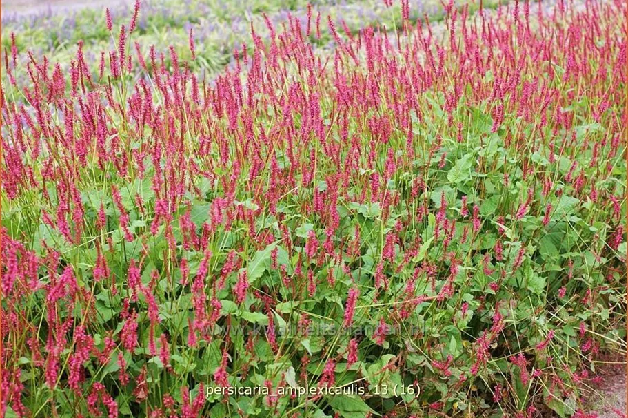 Persicaria amplexicaulis