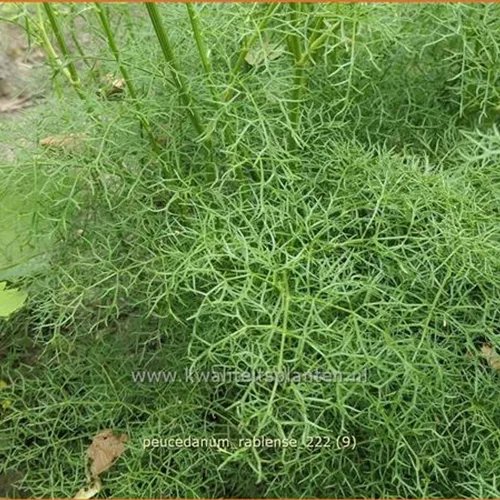 Peucedanum rablense