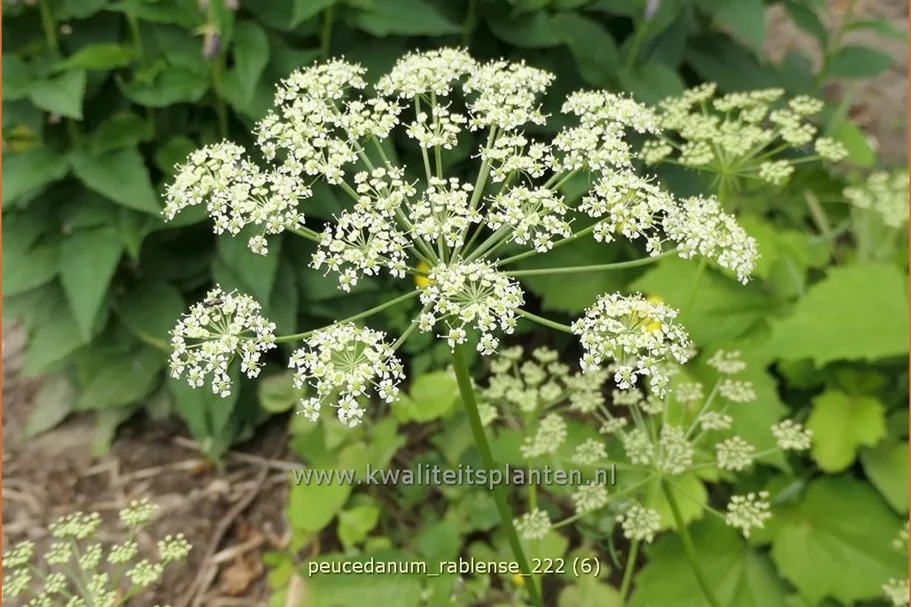Peucedanum rablense