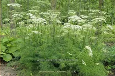 Peucedanum rablense