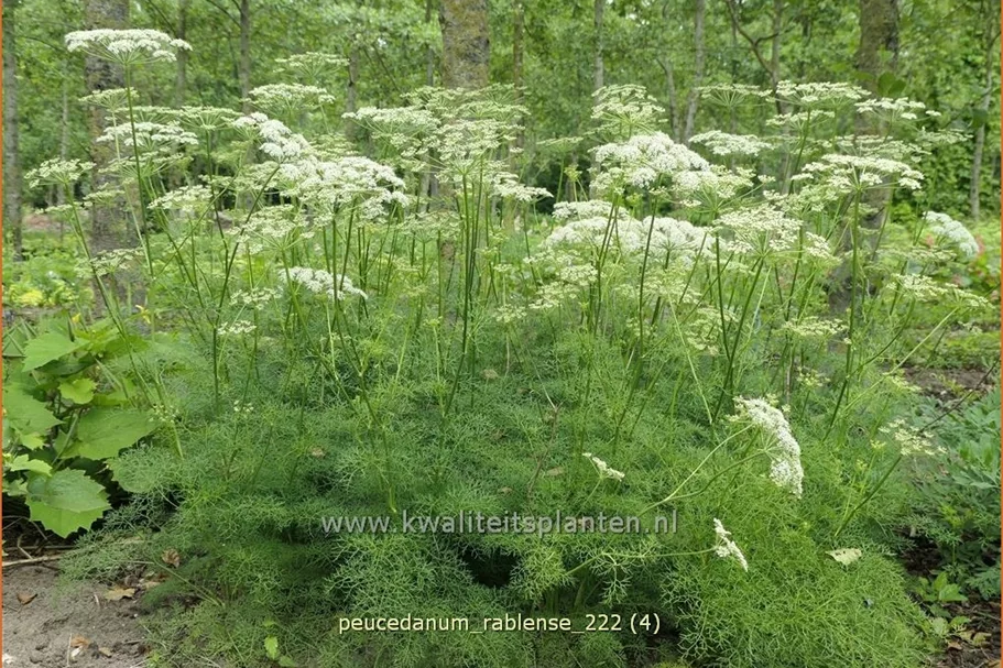 Peucedanum rablense