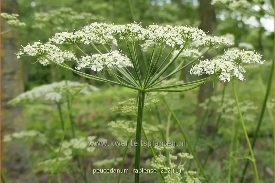 Peucedanum rablense